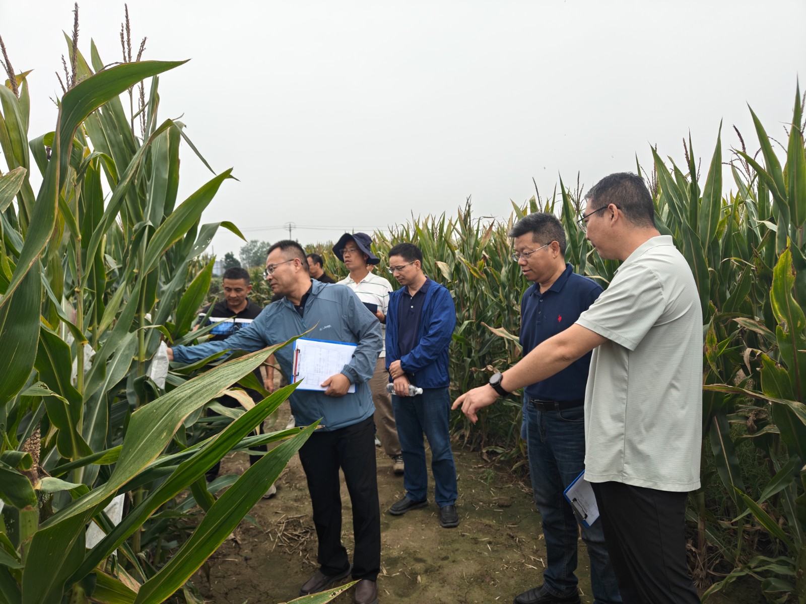 玉米試驗.jpg